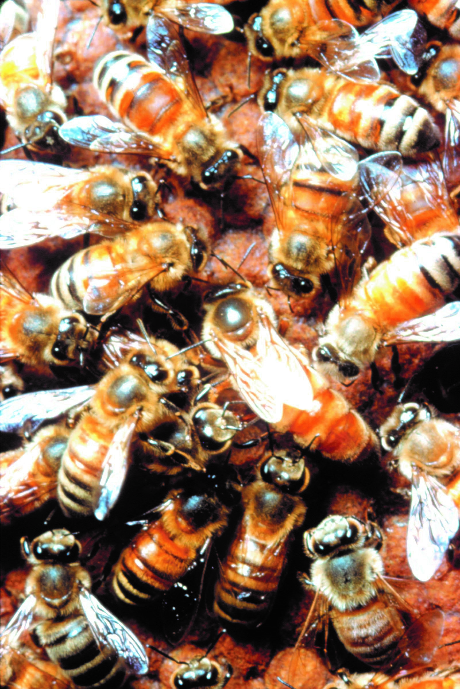 CATCH THE BUZZ – Researchers identify how queen bees repress workers’ fertility