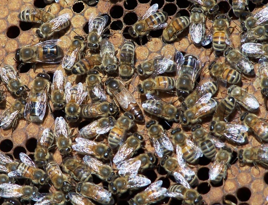 CATCH THE BUZZ – No single protein determines queen development in honeybees