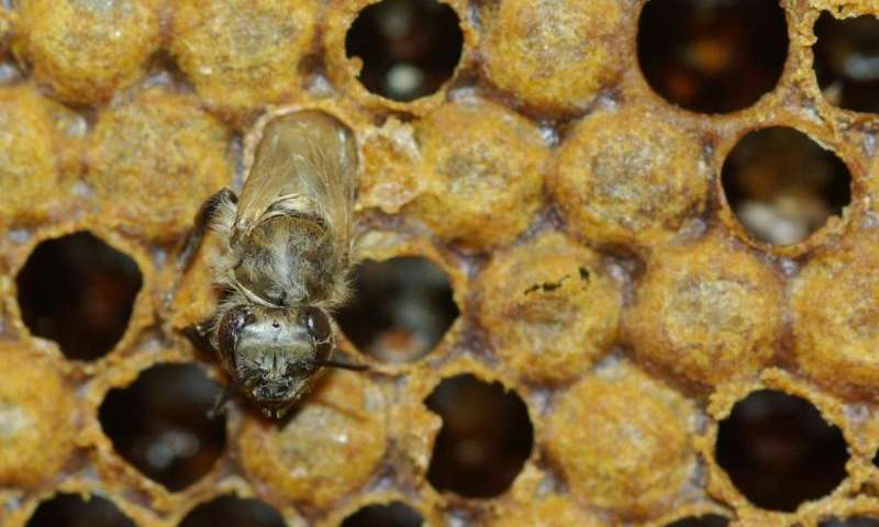 CATCH THE BUZZ – Honey bee teenagers speed up the aging process of their elders. Get rid of the kids and you’ll live longer, at least in a bee hive.