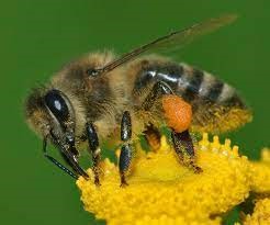Bee Pollen as Food