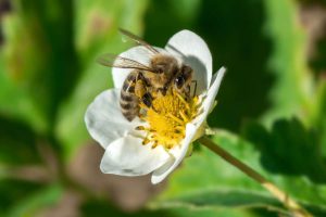 AI Tracks Pollinators