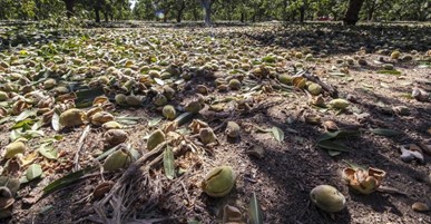 U.S. Almond Exports Down Double-Digits