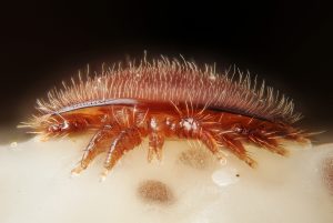 Varroa Advances in Australia
