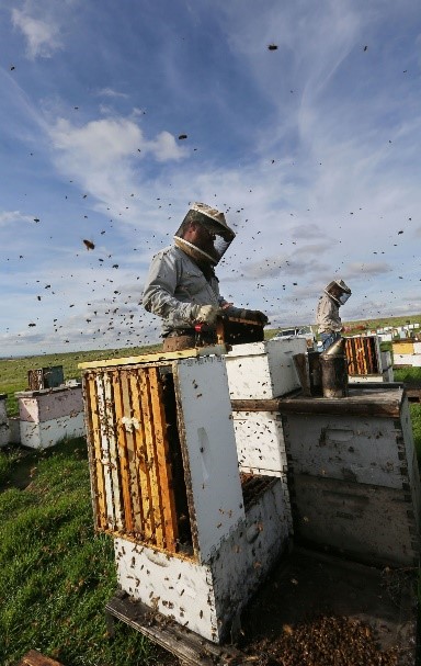 CATCH THE BUZZ – Sharp Drop in Honey Prices Threatens New Harm