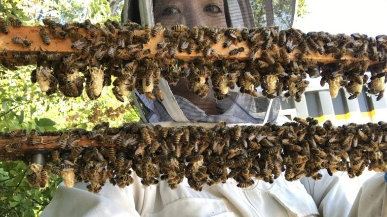 CATCH THE BUZZ- Secret Reproductive Lives of Honey Bees