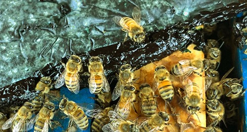 CATCH THE BUZZ – Microalgae Food for Honey Bees