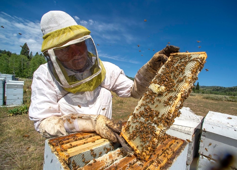 Block Honey Bees from Utah’s National Forests