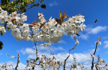 Cherry Pollination in the Northwest