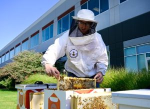 Colorado’s Biggest Corporations Saving Bees