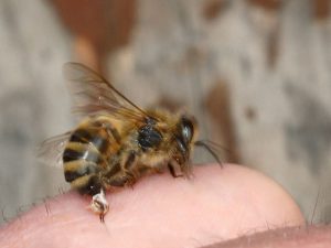 Do Honey Bees Die After Stinging?
