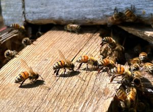 A Once-Obscure Type of Beekeeping Could Help Save Colonies