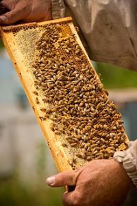 Apiary Inspector on Vancouver Island