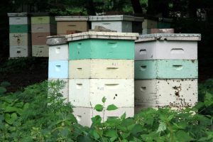 Bee Hive Adoption in Kenya