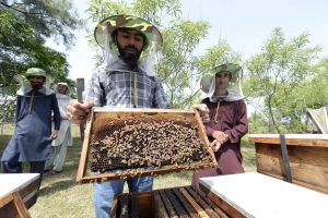 Pakistani Beekeeping with Help