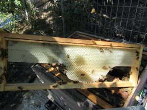 Making Equipment Choices in Beekeeping