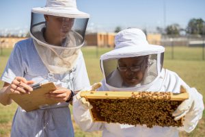 Prison Beekeeping