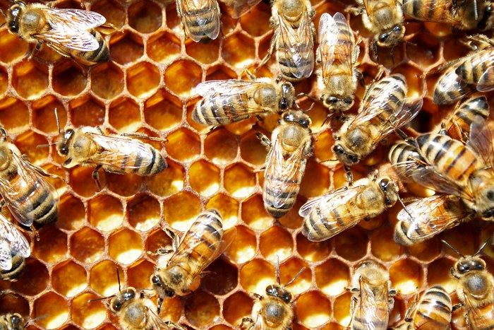 CATCH THE BUZZ – It Takes More than Royal  Jelly To Make A Queen