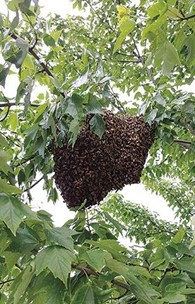 Honey Bee Swarm Season