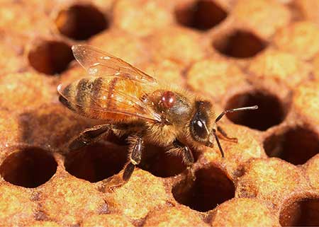 CATCH THE BUZZ – The Basics Of Honey Bee Health