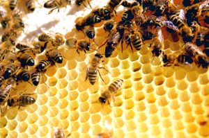 First Honey Bee Vaccine