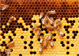 2 Million Bee Hives