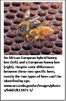 CATCH THE BUZZ- Gentle Behavior in Puerto Rican Honey Bees